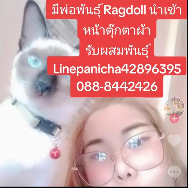 รับผสมพันธุ์จนกว่าจะติดพ่อพันธุ์ Ragdoll นำเข้าหน้าตุ๊กตาผ้า