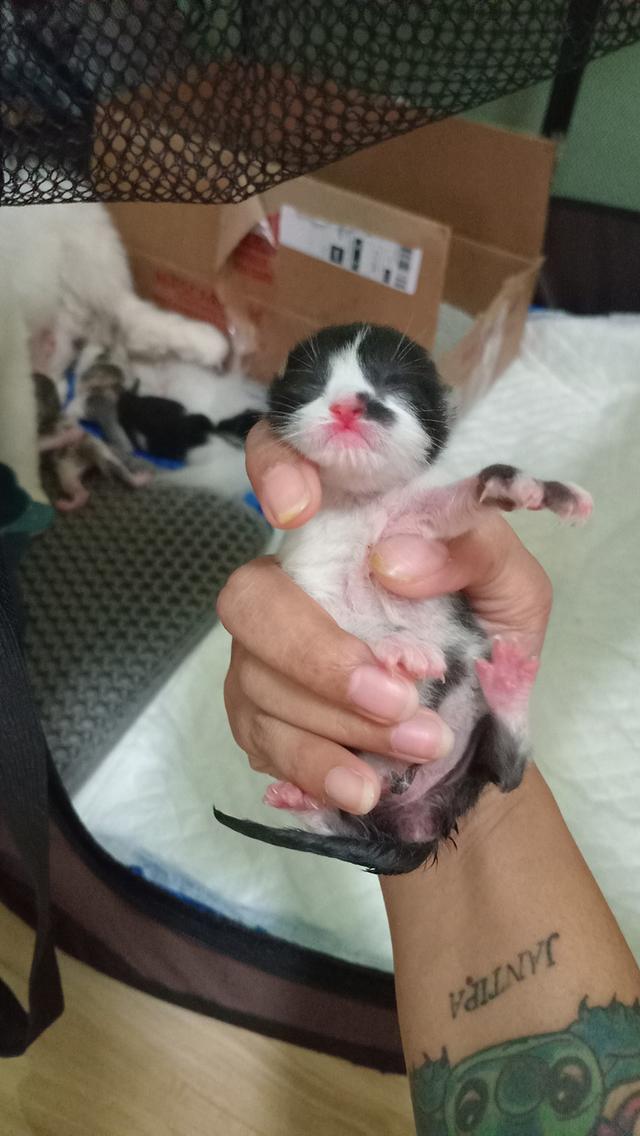 ลูกแมวบริติช