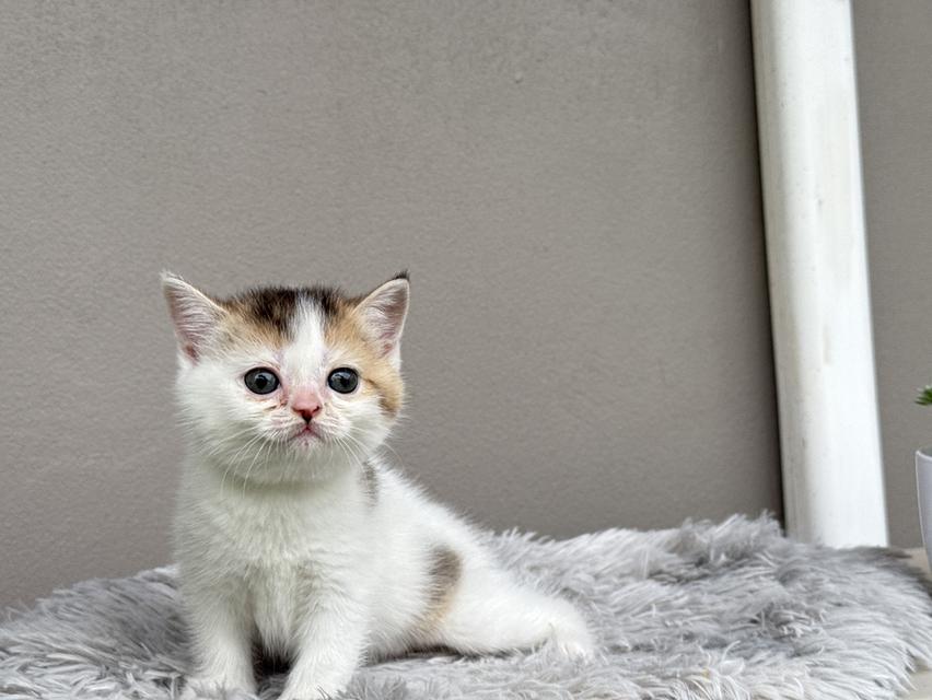 แมวสก๊อตติชโฟลด์ 6