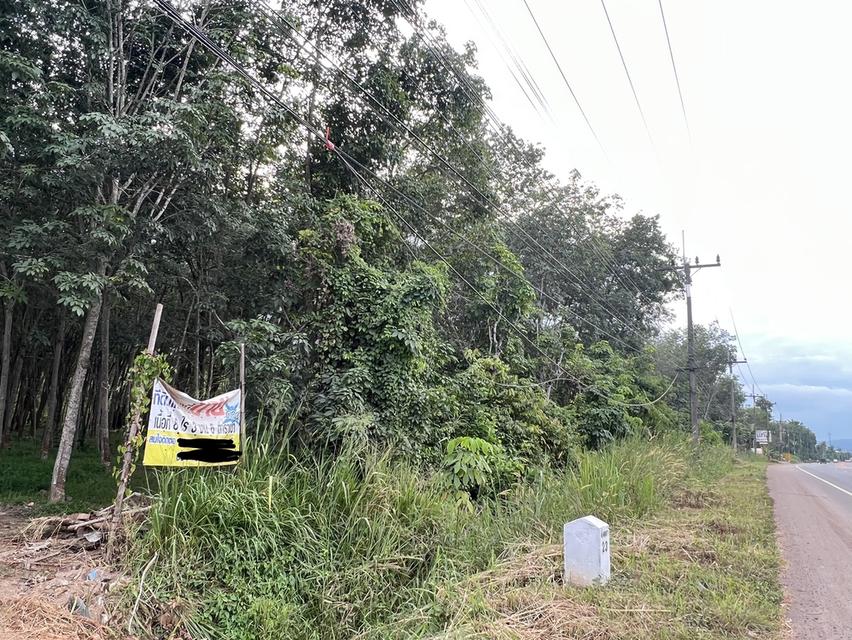 ที่ดิน ที่ดินพร้อมสวนยาง เนื้อที่ 4ไร่ 1งาน 90ตรว. พิกัด 7°03'09.3"N 100°38'59.5"E 3