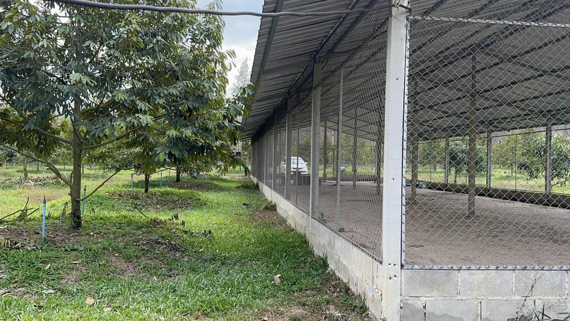 สวนทุเรียนจังหวัดระยอง เนื้อที่ 8 ไร่ 3 งาน 9 ตรว ราคาไร่ละ1,000,000 บาท ต.ชำฆ้อ อ.เขาชะเมา จ.ระยอง เขตติดต่อ อ.แกลง จังหวัดระยอง พื้นที่สวยทำเลดีมาก 8