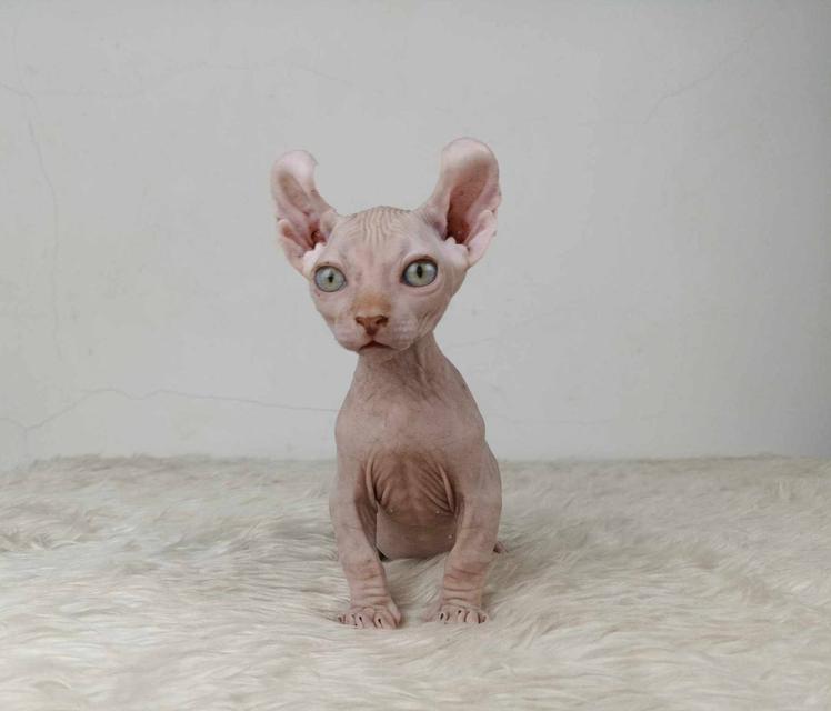 33.แมวดเวล/เพศผู้ หาบ้าน Dwelf Cat/Male looking for a new home