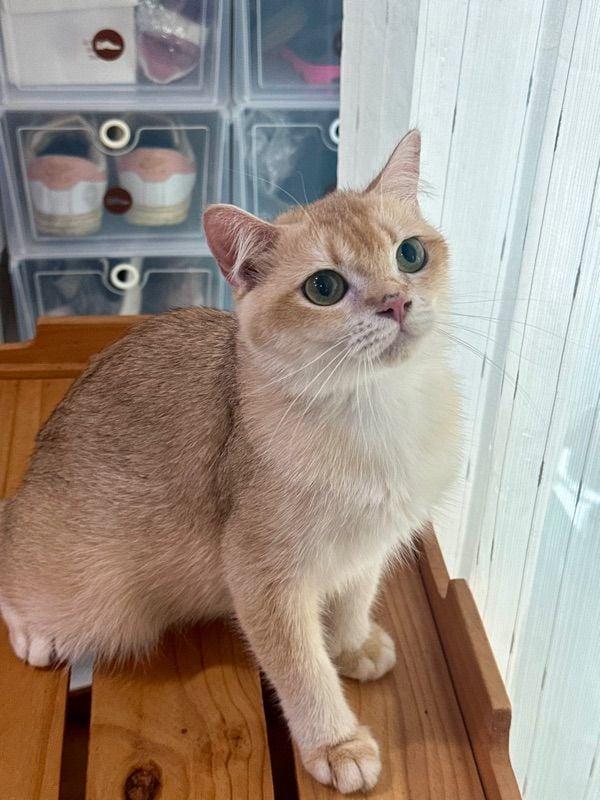 หาบ้านให้น้อง British Shorthair 2