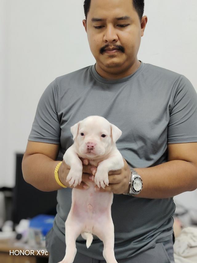 American bully3,500-5,500฿ อเมริกันบูลลี่สายพันธุ์แท้ราคาไม่แรง🏡p'tigerขอนแก่น 3,500-5,500฿ 19