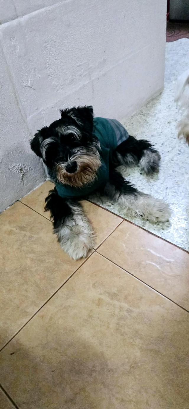 น้องหมาซเนาเซออายุ4เดือนกว่า