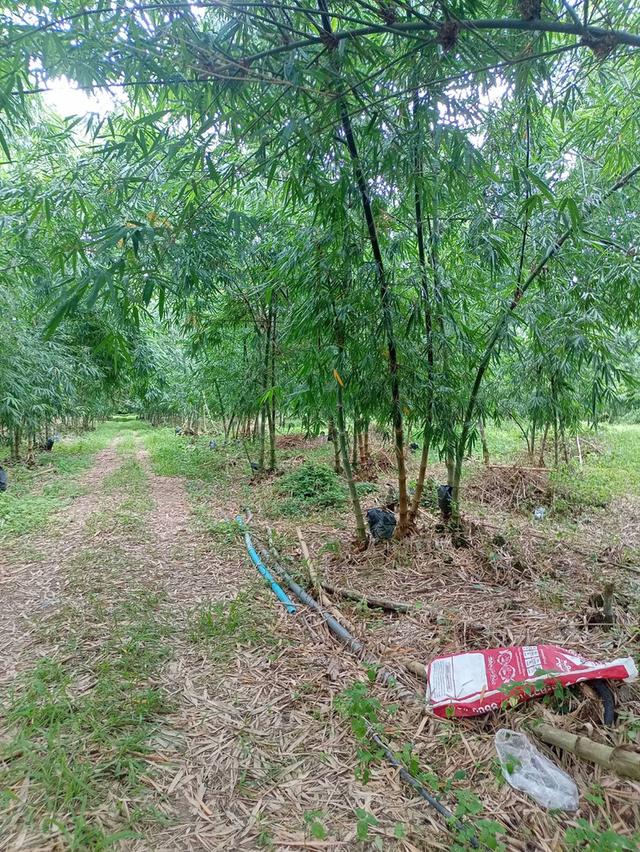 ขายที่ดินทำเลสวยติดเขาใหญ่ใกล้แหล่งท่องเที่ยวติดเขาใหญ่ 6