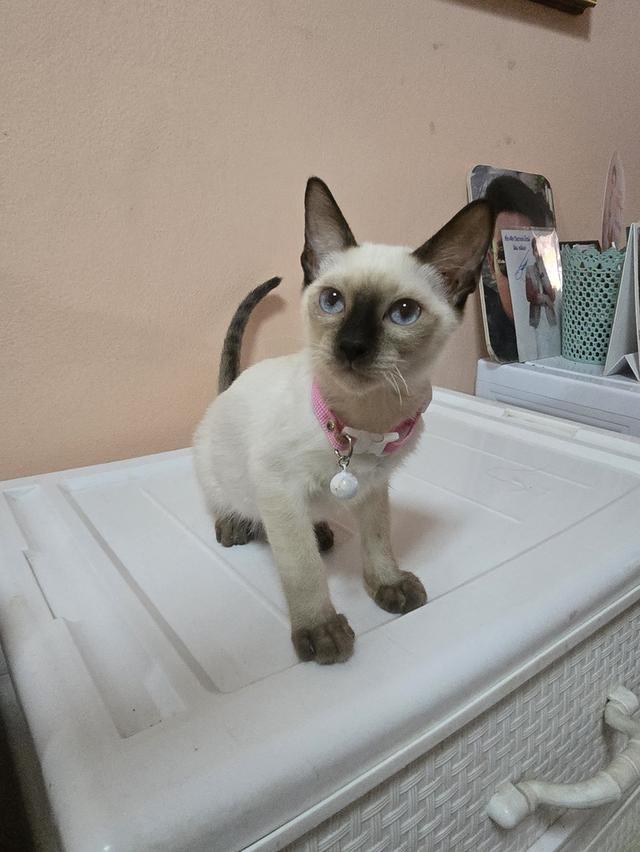 แมววิเชียรมาศพร้อมย้าย 17