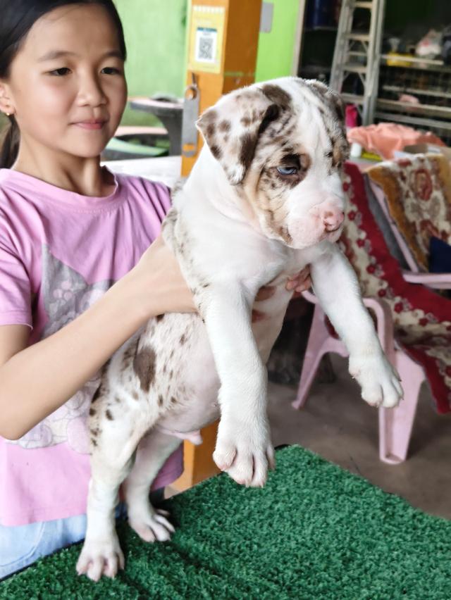 สุนัขอเมริกันพิทบลูคอนเซ็ปด็อก รูปที่ 2
