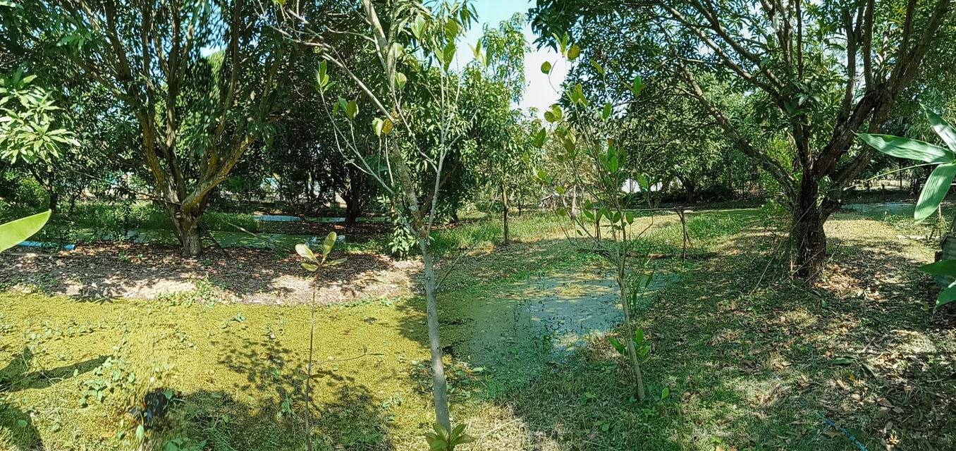 ที่ดินพร้อมสิ่งปลูกสร้างมีบ้านพักน้ำไฟพร้อมและมีสวนมะม่วงประมาณ40ต้นออกผลผลิตแล้วทุกปีสามารถทำกินทำขายได้ 6