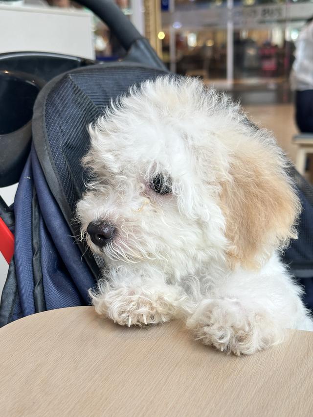 ลูกสุนัข พุดเดิ้ล เพศผู้ รูปที่ 3