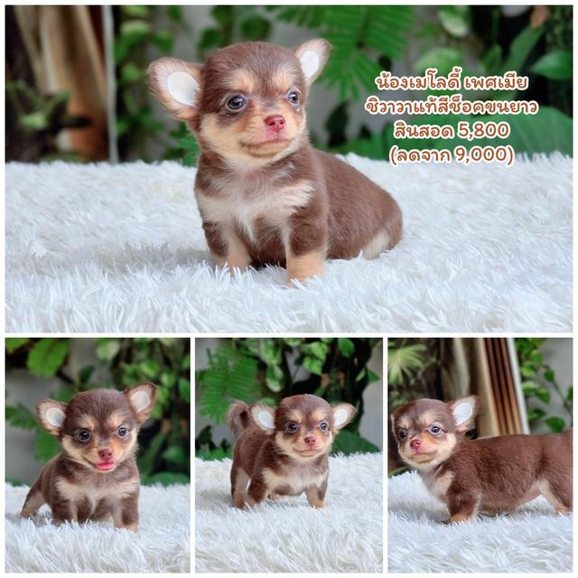 ชิวาวาสีช็อคไซส์จิ๋ว รูปที่ 2