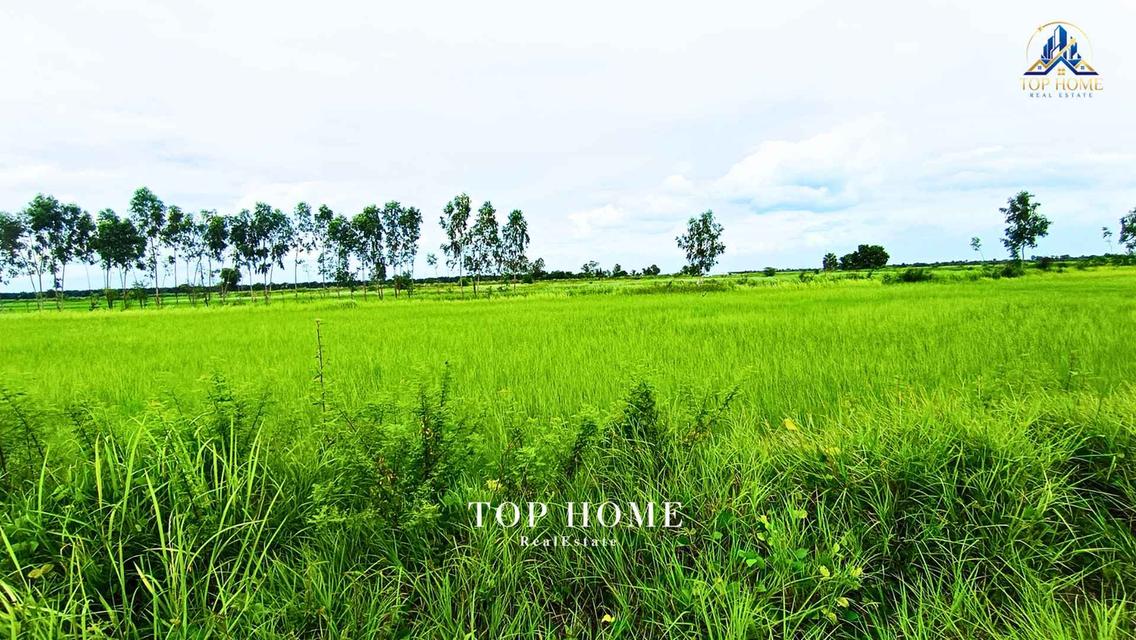 ขายด่วน! ที่ดินเปล่า 200 ตร.ว. องครักษ์ 24 — ราคาเพียง 590,000 บาท! 🔥 🌿 แปลงสวย ขนาดกำลังดี เหมาะทำสวน–เพาะปลูก | โฉนดเดียว 10