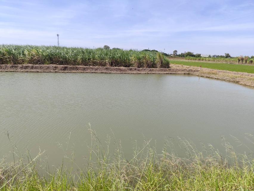 Sale beautiful land Nakhon Pathom near University Kaset 10