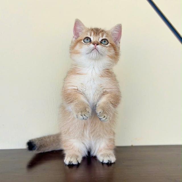 แมวมันช์กิ้น ny เด็กผู้หญิง 6