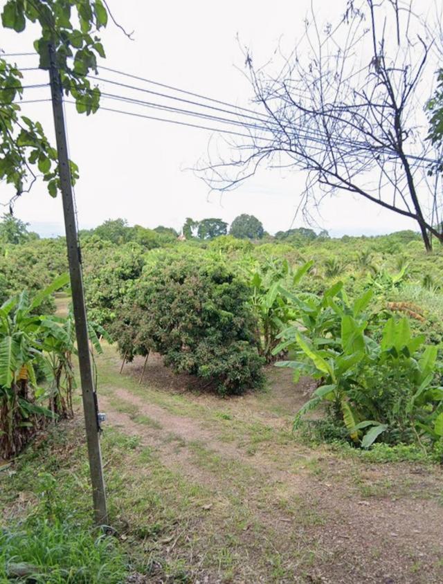 ที่ดินสวนลำไย ใกล้เมืองเชียงใหม่ เพียง 20 กม. (ราคา 1.7 ล้านบาท/ไร่) รายละเอียดที่ดิน: ที่ดินขนาด 1 ไร่ เป็นสวนลำไยที่ดูแลอย่างดี บรรยากาศเงียบสงบ 2