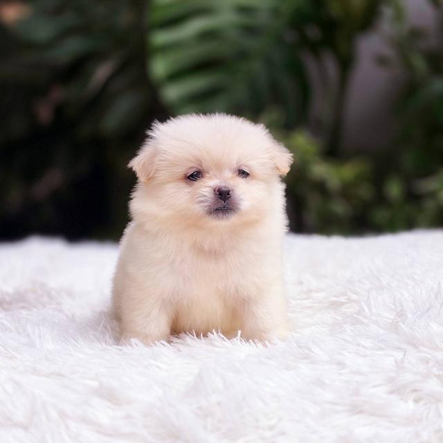 ปอมผสมชิวาวาเพศเมีย 10