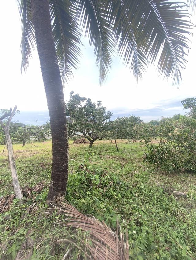 ที่ดินงามเชียงใหม่ 14