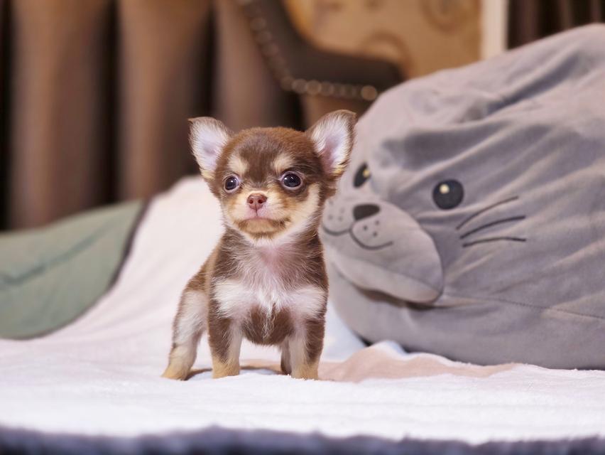 Chihuahua ขนยาวสีช็อคแทนเพศเมียมีบริการส่งเก็บปลายทาง 5