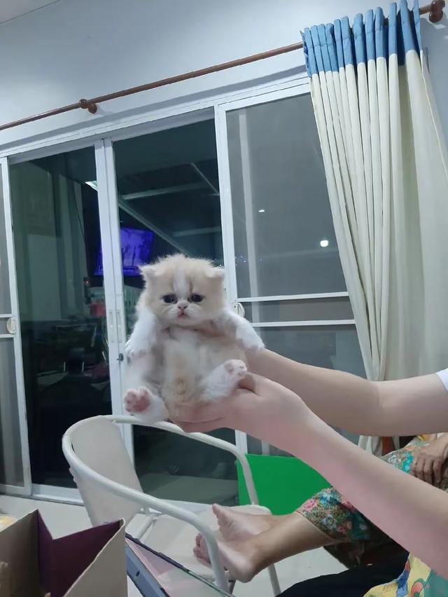 แอคโซติกขนยาว 4