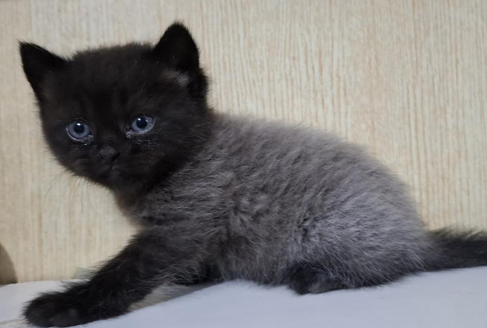 ลูกแมวบริติชเปอร์เซีย 5