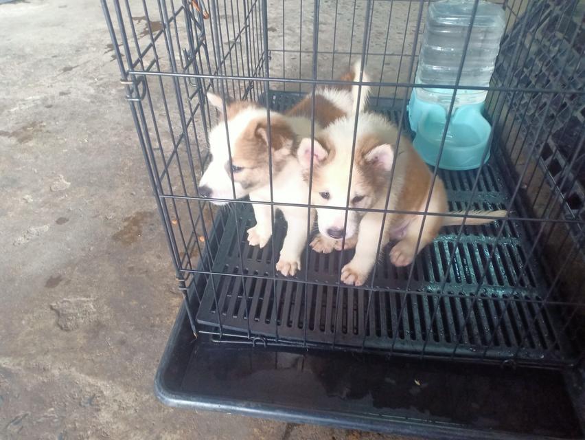 ลูกบางแก้วแท้