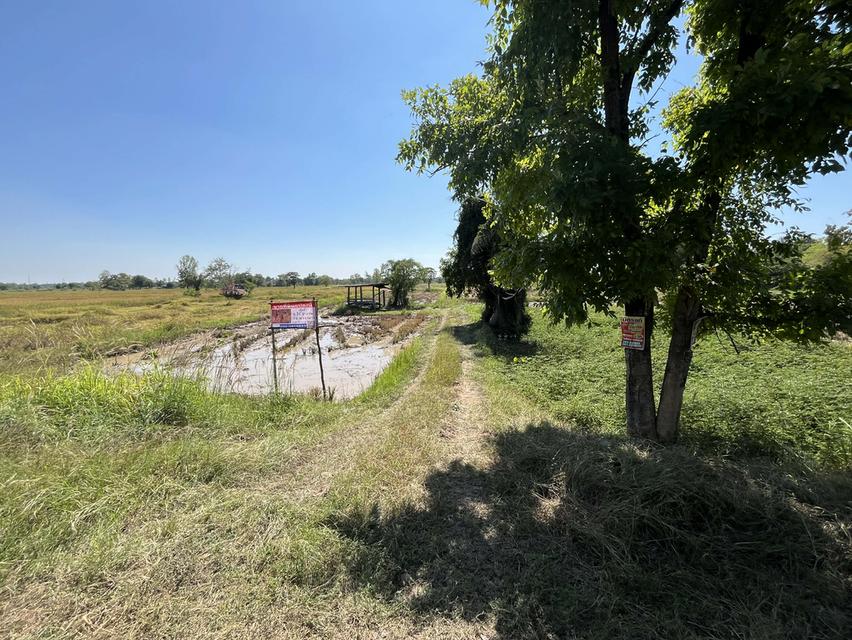 ขายที่ดินทำนา พื้นที่บ้านค้อ ต.ยางตลาด อ.ยางตลาด จ.กฬสินธ์ 3