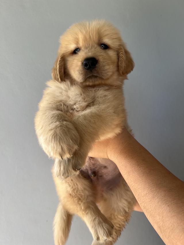 ลูกโกเด้นรีทรีพเวอร์ 2