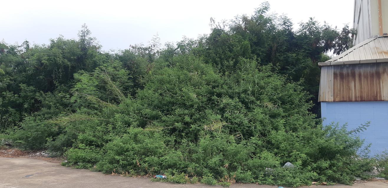 ขายที่ดินโครงการโกลเด้น แฟคทอรี่  ที่ดินจำนวน  2 – 2 - 91 ไร่ 4