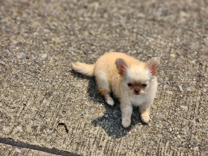 ชิวาวาไซส์จิ๋ว. วัคซีน 2 เข็มแล้ว. อยากมีบ้านคร๊าบบ สุขภาพแข็งแรง รับประกันโรคครับ 😊 รูปที่ 6