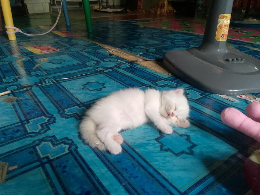 ลูกแมวเปอร์เซีย อายุ1เดือน กับ 10วัน รูปย่อยที่ 1