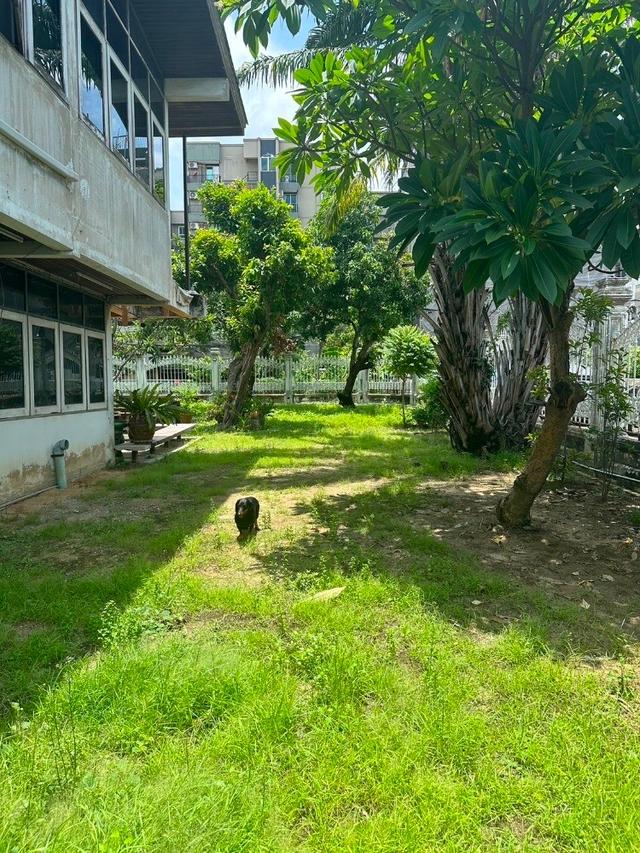 ให้เช่าบ้านเดี่ยว 2 ชั้น พร้อมที่ดิน ซอยสุขุมวิท 97/1 ถนนสุขุมวิท (N.1543) 11