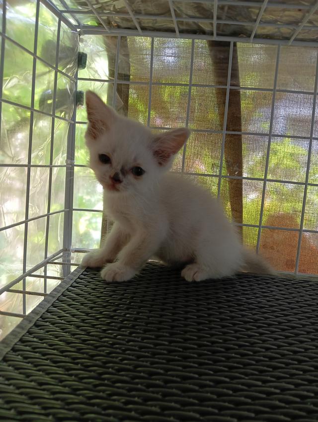 สก็อตติช เปอร์เซีย ตัวขาว น่ารัก