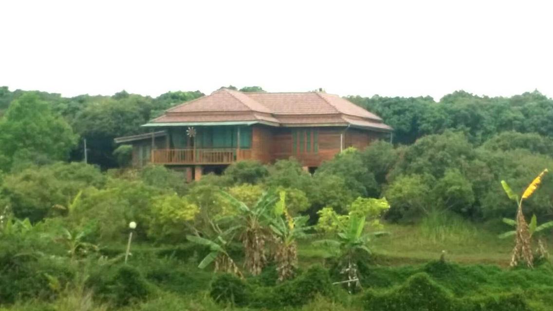 ที่ดินอำเภอน้ำหนาว จ.เพชรบูรณ์ 4