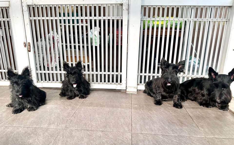 สุนัขพันธุ์ Scottish Terrier นำเข้า 2