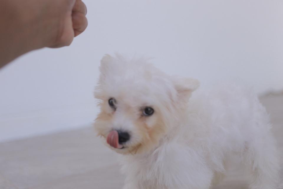 ลูกสุนัขบิชองพู Bichon poo รูปที่ 3