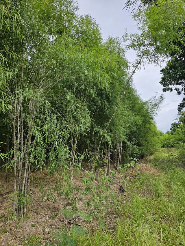 ต่อรองได้ vาย.....ด่วน ค่าใช้จ่ายคนละครึ่ง โซน C ที่ดิน 17 ไร่ #出售带建筑物的土地。#Land with buildings for sale. รูปที่ 9