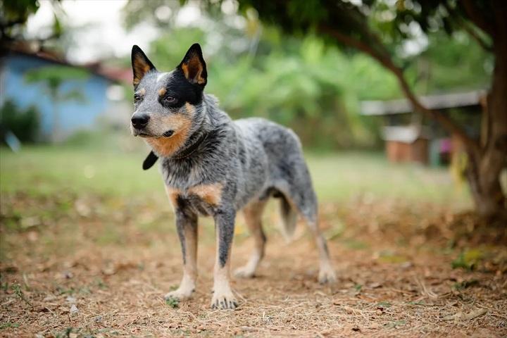 Australian Cattledog รูปที่ 2