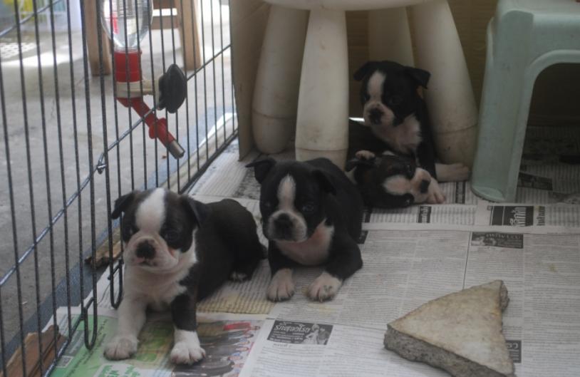 ขาย Boston Terrier ลายขาวดำ