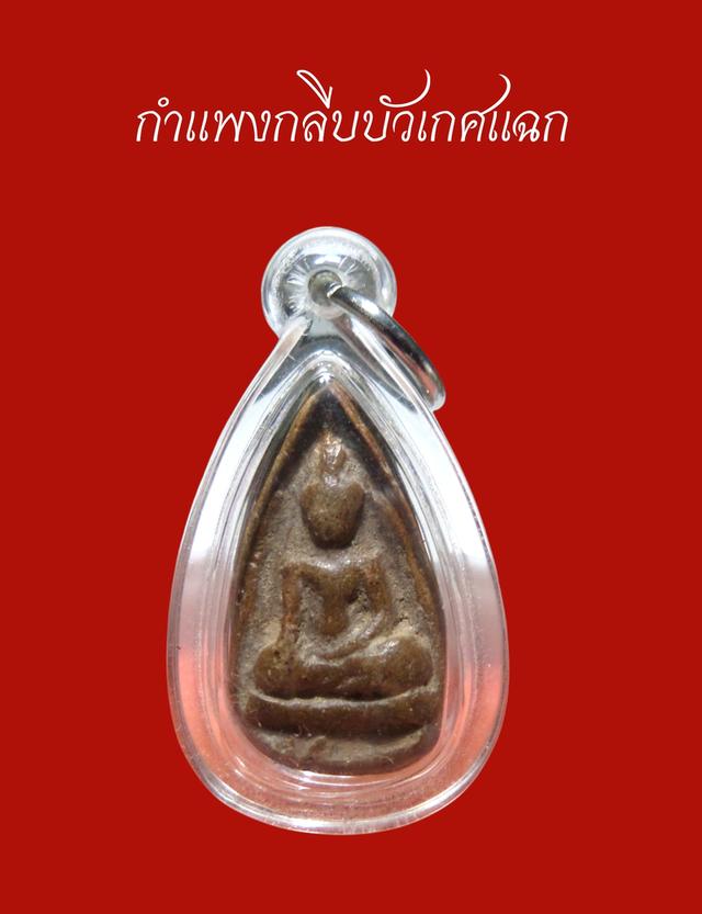 นางกำแพงกลีบบัวเกศแฉก