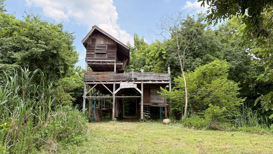 บ้านสวนผสมผสาน 28-0-65 ไร่  ซื้อวันนี้ได้ป่าพะยูง+ไม้เนื้อแข็งหลายชนิดอายุเกินสิบปี + สวนยางพารา 11