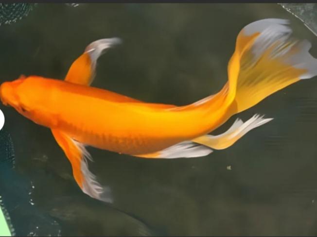 ปลาคาร์ฟ สีส้มขาว 1