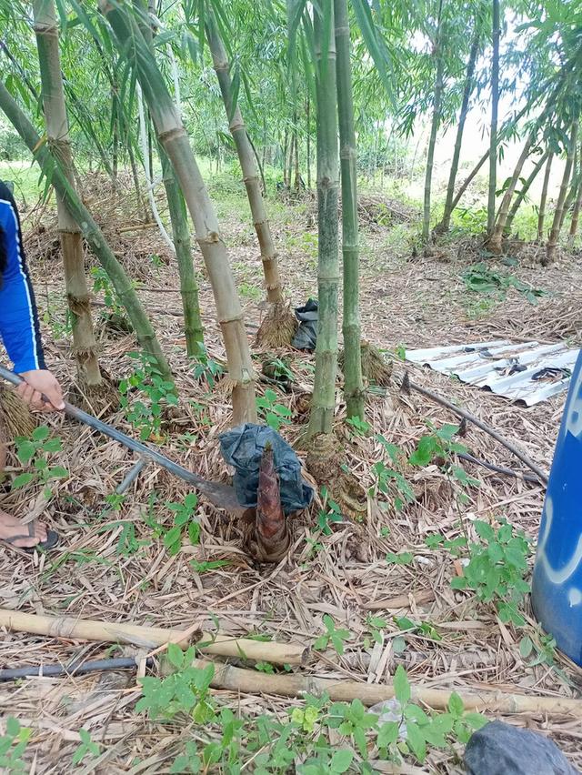 ขายที่ดินทำเลสวยติดเขาใหญ่ใกล้แหล่งท่องเที่ยวติดเขาใหญ่ 7