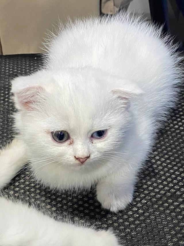 สก็อตติชสีขาว หูพับ ตาสองสี 4