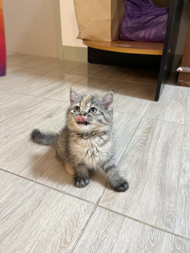 แมวสก๊อตติช 🥰😁😁❌❌❌❌