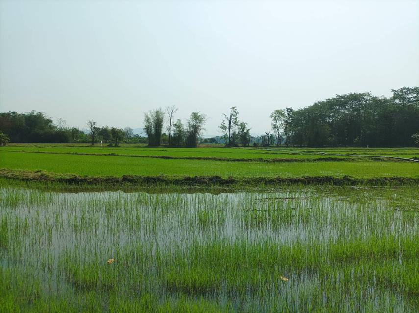 ขายที่ดิน 16ไร่1งาน ต.สง่าบ้าน อ.ดอยสะเก็ด จ.เชียงใหม่ 1