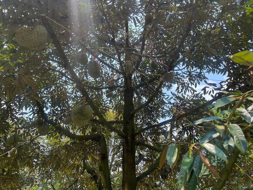 ขายที่ดินสวนทุเรียน อ.แกลง ระยอง ขนาด 1 ไร่ 2 งาน 40 ตร.ว. ต้นทุเรียน 9 ปี ประมาณ  50 ต้น 8