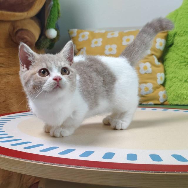 แมวมันช์กิ้น Munchkin short leg boy Oscat cattery chiangmai รูปที่ 5