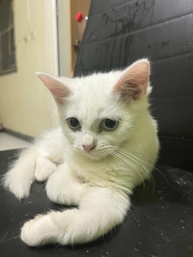 ขายน้องแมวตาสองสีขาวมนี 2