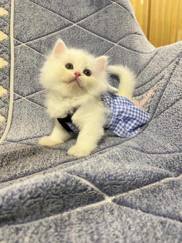 แมวเปอร์เซีย แมวสีขาว 11