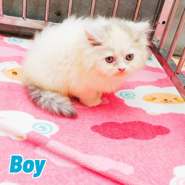 น้องเปอร์เซียพร้อมย้ายบ้านครับ 9